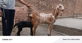 makhi cheni/ bakri with baby available for sale