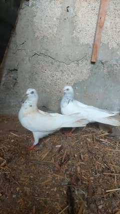 Pigeon Breeder Pair Healthy & Active