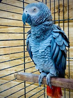 African Grey Parrot Male age 3 year with free cage - #africangrey