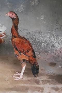 Aseel Hen pathi