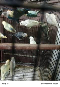 albino red eyes parbiule saplit eno biule split eno03091908958