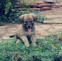 bagiyari female puppy for sale