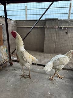 heera pair