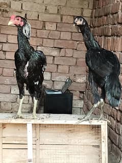 Thai pakoya pair for sale
