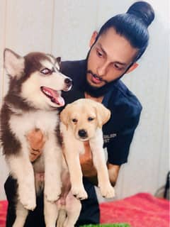 Husky puppy and Labrador puppy