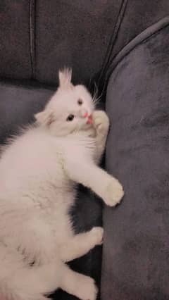 Persian cat male and female available