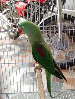 Indian green  female Raw for sale