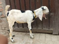 White Bakra