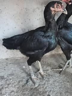 black aseel hen pure aseel