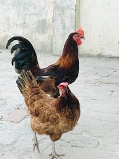 Desi Hen Pair