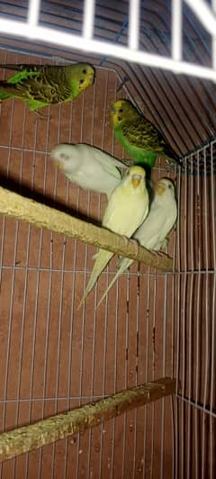 budgies parrots for sale