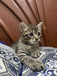 Persian kitten