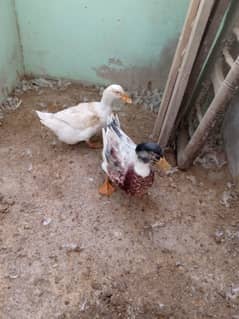 Only male duck one peice colour black and white healthy condition .