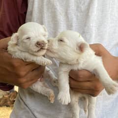 Shihtzu