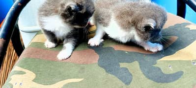BHALO KITTEN AVAILABLE FOR SALE