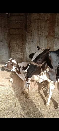 original fresen cross yong gae hy bilkul aseel hy Whatsapp 03047720867