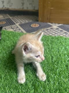 Kitten 1 month age