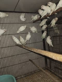 Love Birds