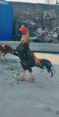 mianwalli aseel