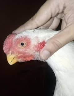 Indian parrot Beak Aseel