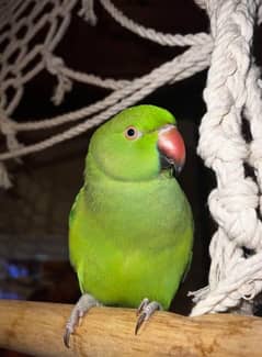 beautiful parrot