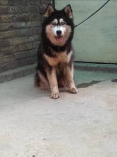 Siberian husky family dog