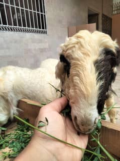 Dumba Sheep Larkana Mundra Abluck