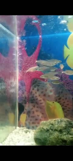 Tetra . . Koi