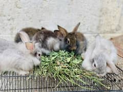 Holland lop cross bunnies