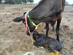 cow