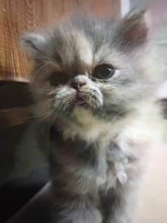 Persian  pecky face kittens