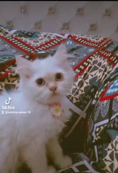 Persian kitten