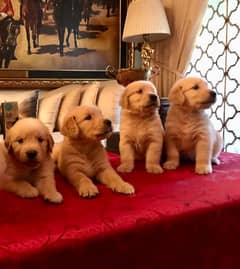 Golden Retriever Puppies Available for sale 03111483066
