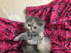 Pecky Persian and white persain kitten