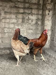Desi Murgha aur Murghi