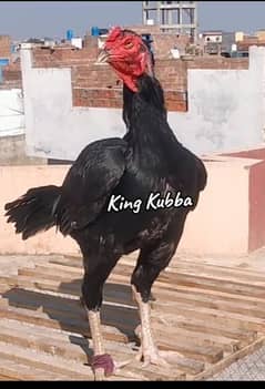 Lassani mushka chicks available