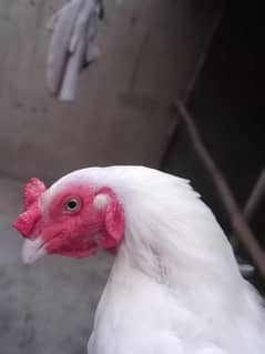 for