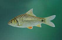 Feeder fish