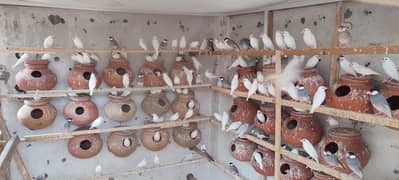 java birds