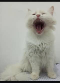 Persian cat for sale