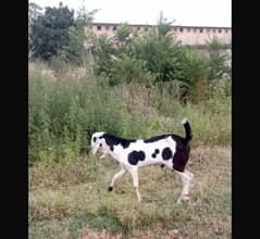 Healthy active male bakra