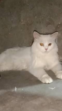 cat available for sale