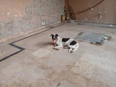 Russell terrier for adoption