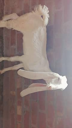 kamori  nasal 2026 Kai liay best bakra bakri aik Bakra aik bakri