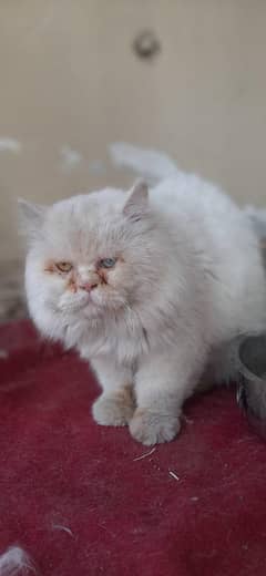 only stud not for sale punch face odd eyes tripal coded