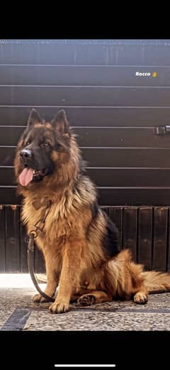 German