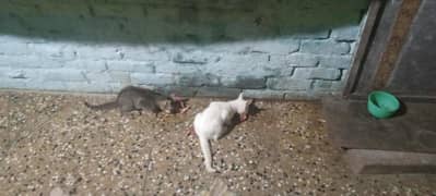 2 cats