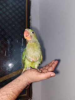 raw parrot chicks  4month age h urgent sale karna h