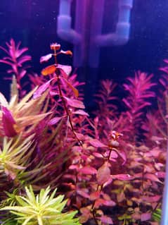 Aquatic plants available limited quantity