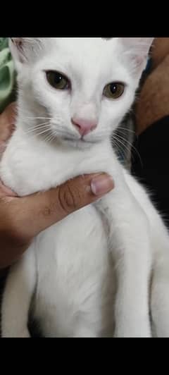 Take care the cat I don't want money